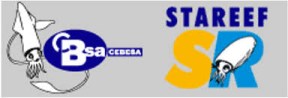 stareef